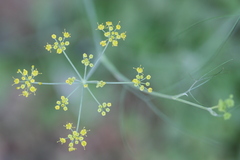 Foeniculum vulgare